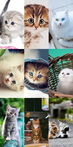 Download Cute Cat Wallpapers Terbaru – Wallpaper Kucing Lucu Gratis - Screenshot 3