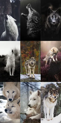 Unduh Wolf Wallpaper HD Terbaru – Gambar Serigala Keren Gratis - Screenshot 15