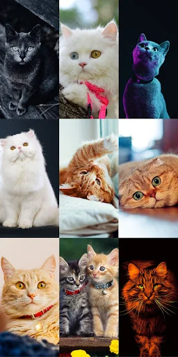 Download Cute Cat Wallpapers Terbaru – Wallpaper Kucing Lucu Gratis - Screenshot 14