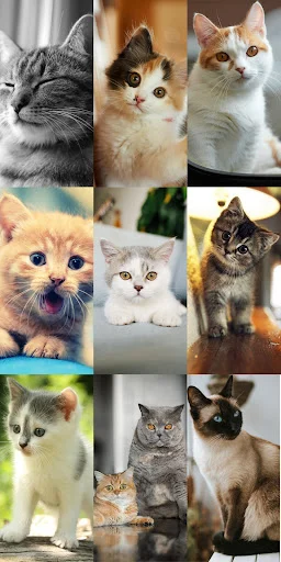 Download Cute Cat Wallpapers Terbaru – Wallpaper Kucing Lucu Gratis - Screenshot 4