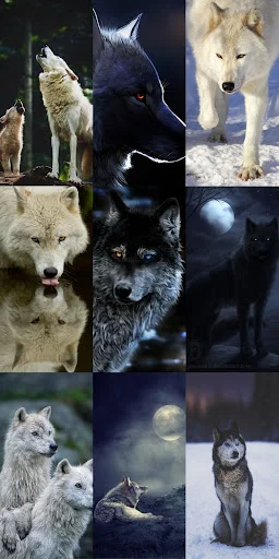 Unduh Wolf Wallpaper HD Terbaru – Gambar Serigala Keren Gratis - Screenshot 11